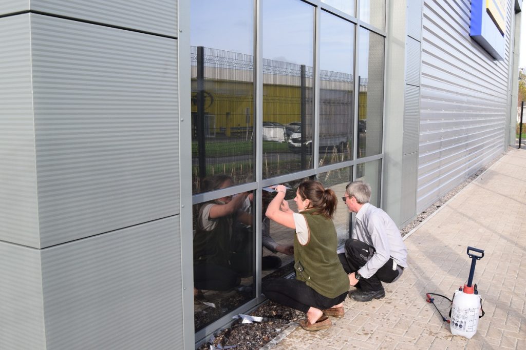 External window film being installed on bottom windows